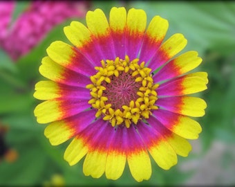 100+ Painted Mix Daisy Seeds | Colorful Rings Rainbow Paper Wild Flower Seed 2022