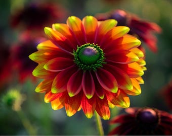 20 Beautiful paradise Zinnia seeds for your garden and to impress your neighbors flower plant