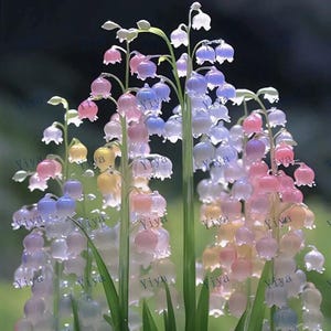 20 semillas de flores de campanillas de Canterbury para cultivo en otoño, para primavera, verano y otoño, transgénicas, orgánicas, coloridas y de rápido crecimiento.