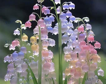 Puede incluir: Un grupo de delicadas flores de lirio de los valles translúcidas en tonos de rosa, azul y blanco. Las flores están dispuestas en forma de campana y están rodeadas de hojas verdes.