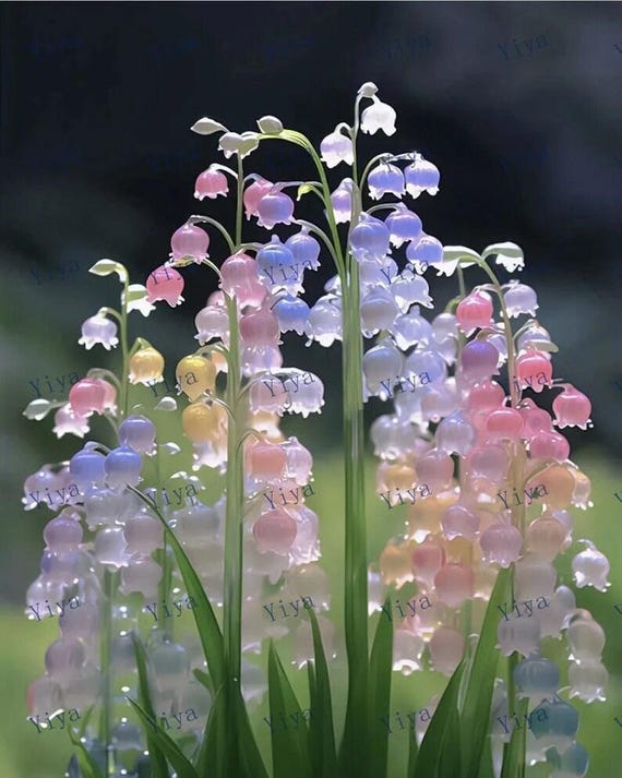 20 Canterbury Bells Flower Fall Growers Garden Flower Seeds for