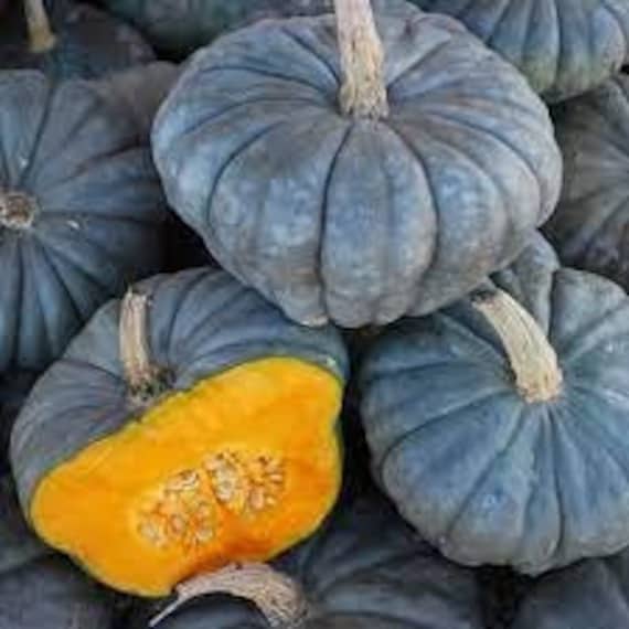 20 Blue Moon Seeds Blue Pumpkins Halloween Vegetable Gourd Organic