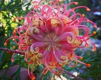 20 Passion Bee flower garden flower seeds for spring summer gmo organic colorful fast growing