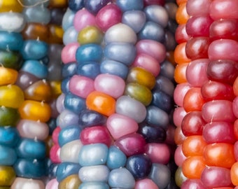 20+ Beautiful Glass gem corn rare colors beautiful organic non gmo plant handpicked select seeds