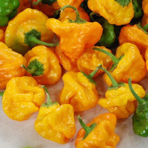 20 one of the World's Hottest Pepper Scotch Bonnet Hot Pepper GMO Organic Seed Red Yellow