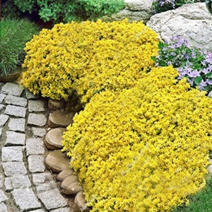 May include: A vibrant garden scene featuring two large, bright yellow flowering bushes. The bushes are densely packed with small, yellow blooms. A stone pathway and edging border the plants, with green foliage and rocks in the background.