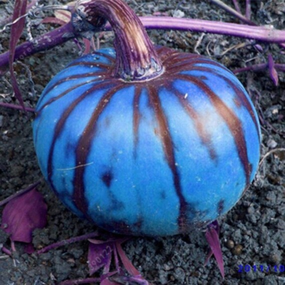 Seeds4planting - Seeds AJH3 Orange Strawberry Physalis Ground Cherry Vegetable Non GMO Heirloom For Planting