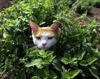 1000 gorgeous catnip beneficial plant seeds for spring summer peppermint colorful fast growing