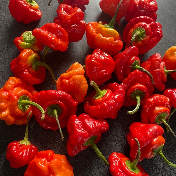 Scotch Bonnet Red - 20 Samen - sehr scharf