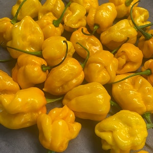 Puede incluir: Primer plano de un montón de pimientos habaneros de color amarillo brillante. Los pimientos son de diferentes formas y tamaños, pero todos son de un color amarillo vibrante.