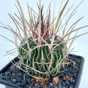 Stenocactus Gladiatus Seeds - Rare and Magnificent Cacti From Private Collection