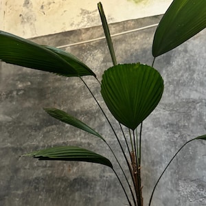 Palmier Licuala Grandis – Limitée | Palmier tropical | Plante d'intérieur/extérieur de 1 mètre de haut