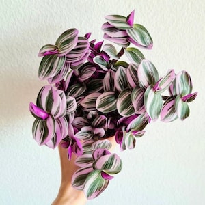 Tradescantia Nanouk Flieder, Albiflora, Fantasie Venedig, Pink Wandering Jew - einfach winterharte Pflanze für Innen- und Außenbereich