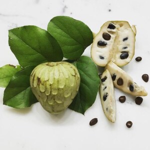 Premium Annona Seeds - Annona squamosa L. fragrant flowers and edible fruit