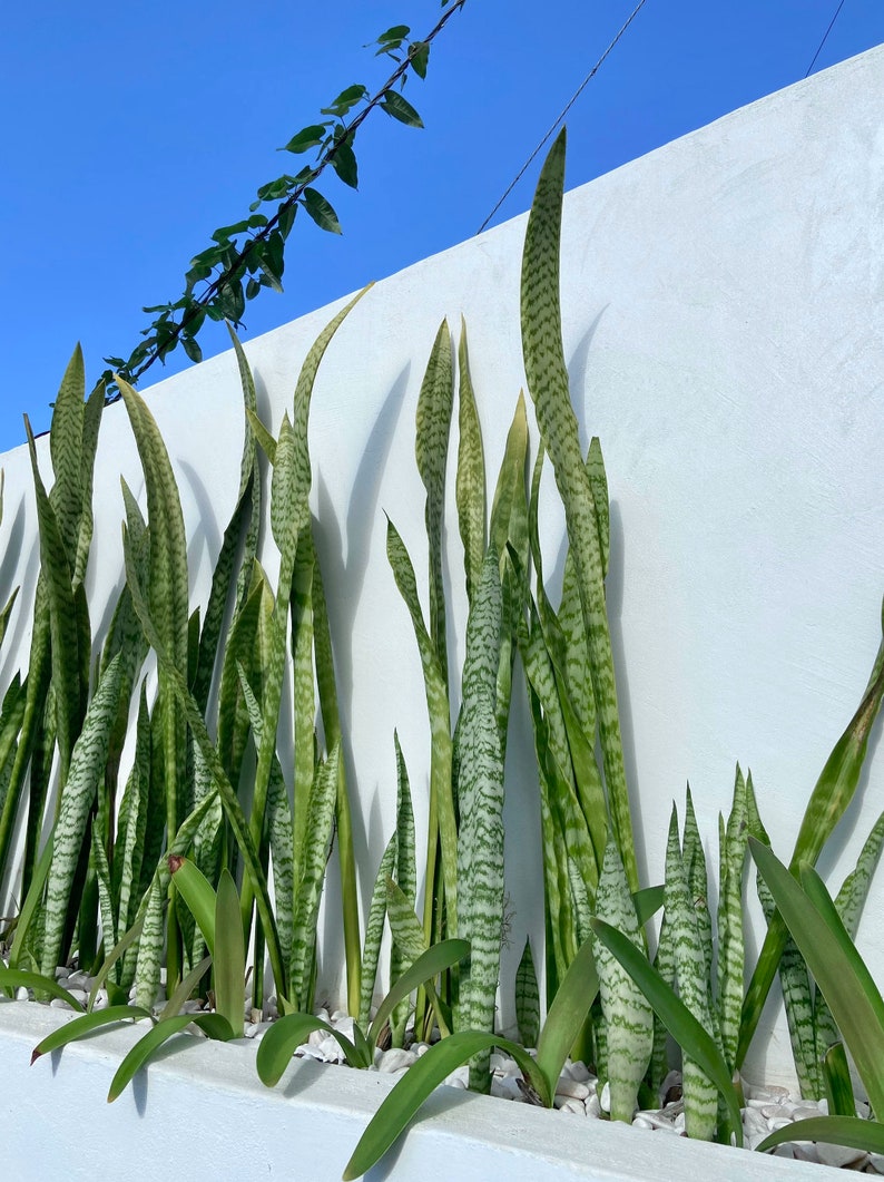 Sansevieria Trifasciata Épée de Saint Langue de bellemère, Plante serpent, Conte de