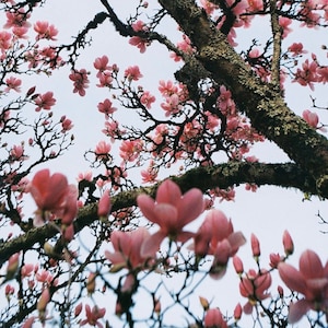 Exquisite Magnolia Tree Seeds - Fragrant Blooms & Timeless Elegance l