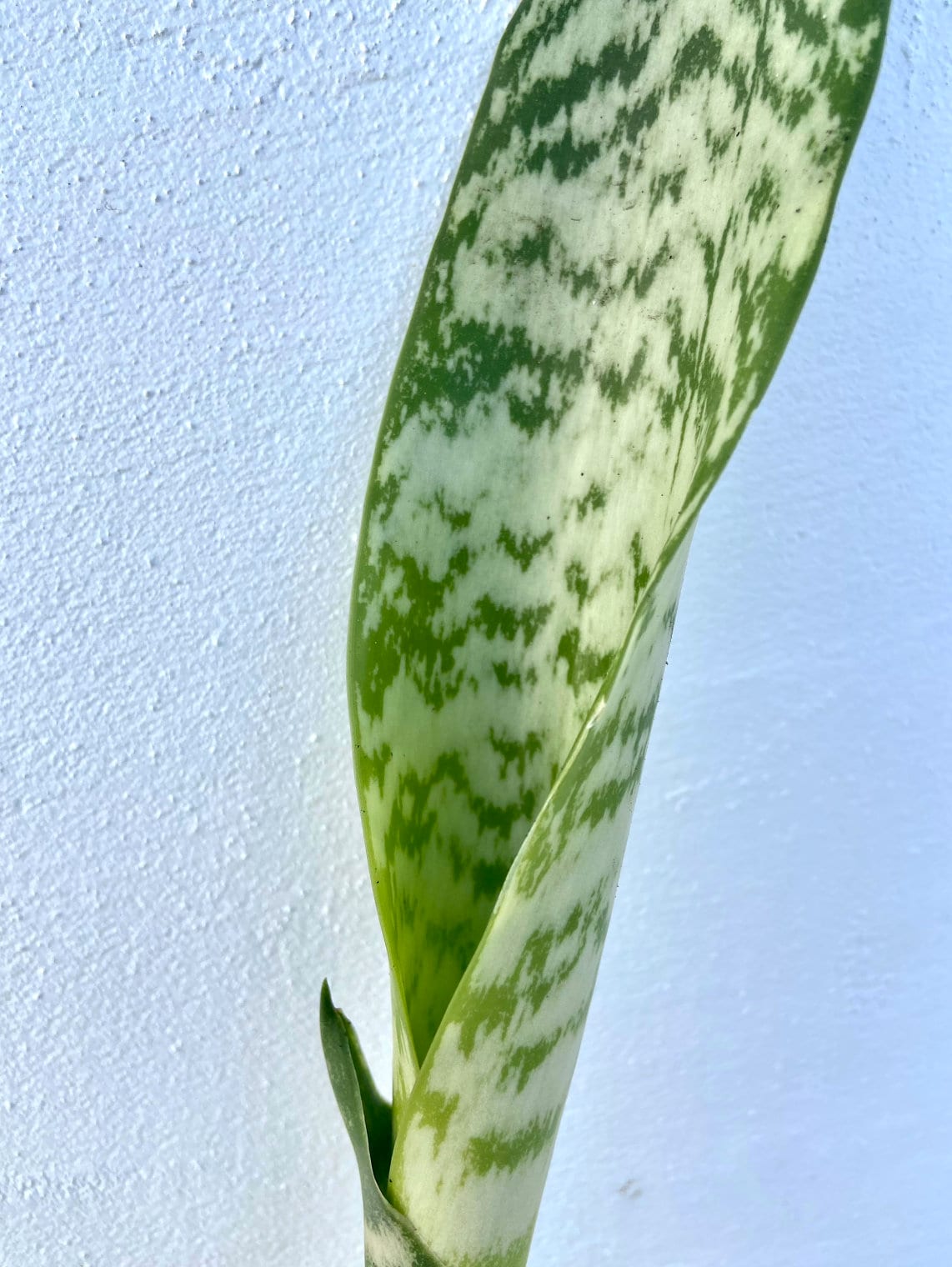 Sansevieria Trifasciata Épée de Saint Langue de bellemère, Plante serpent, Conte de Sansevieria Trifasciata Épée de Saint Langue de bellemère, Plante serpent, Conte de