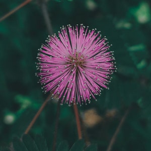 Semilla de Mimosa Pudica, tímida, tímida, encogida, Planta Touch-Me-Not, planta sensible, planta somnolienta, planta de acción, planta vergonzosa
