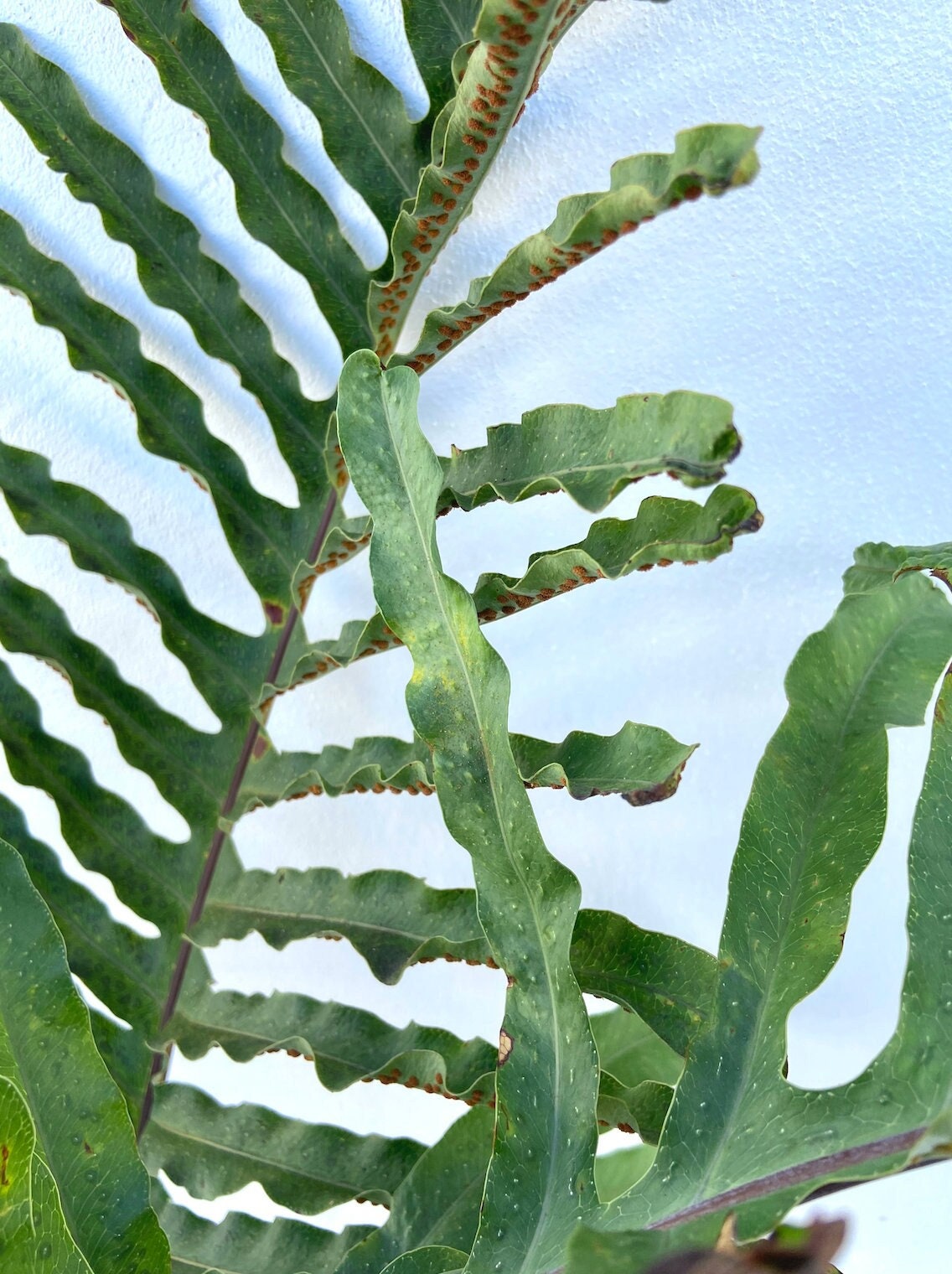 その他観葉植物 Drynaria delavayi Chuxion Drynaria quercifolia - Etsy 日本