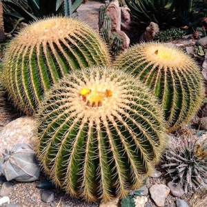 Semillas de Echinocactus Grusonii - Cactus de barril dorado - Belleza del desierto
