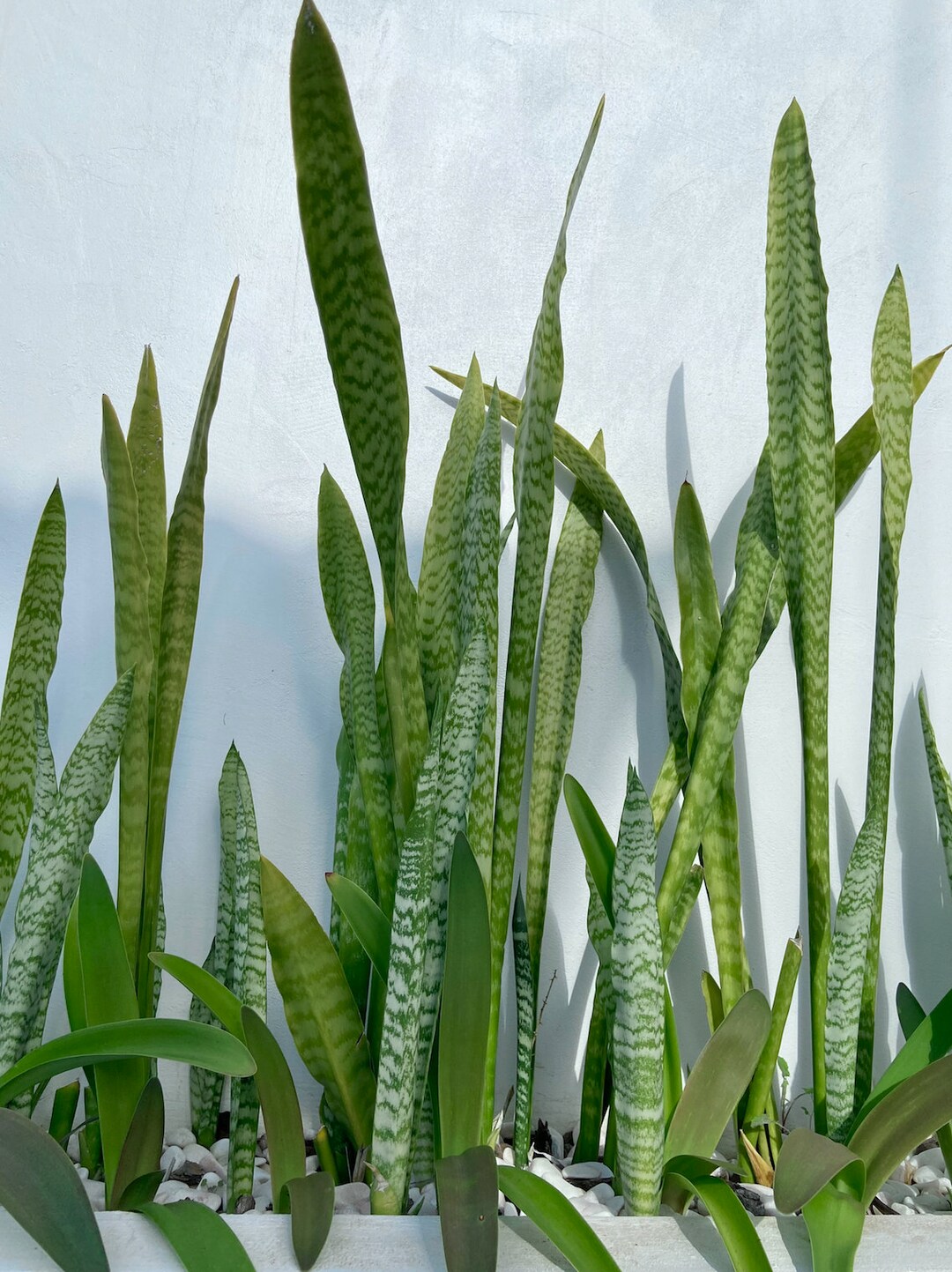 Sansevieria Trifasciata Épée de Saint Langue de bellemère, Plante serpent, Conte de