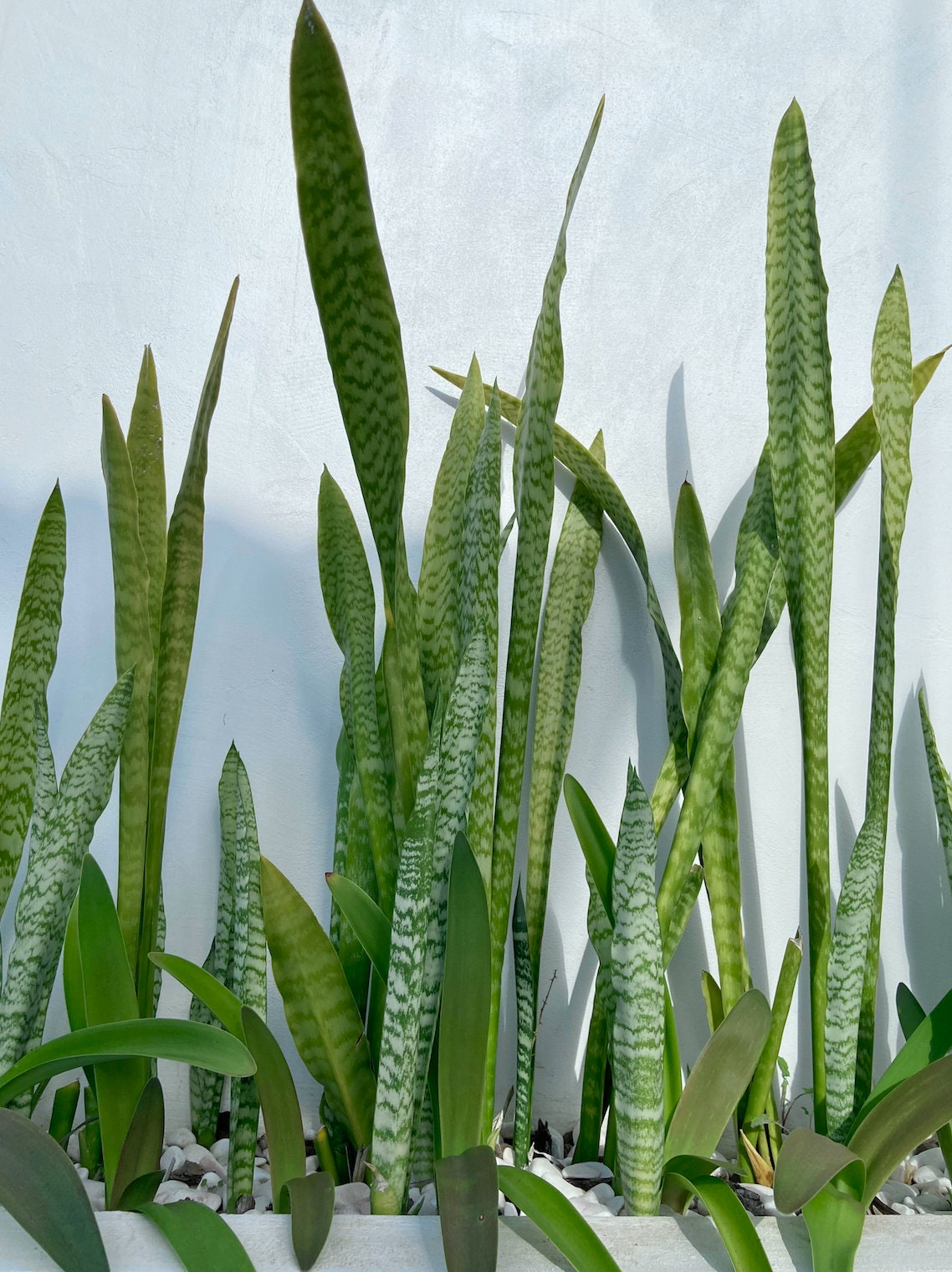 Sansevieria Trifasciata Épée de Saint Langue de bellemère, Plante serpent, Conte de