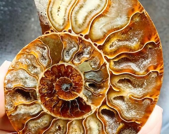 Concha fóssil de amonita natural com suporte, espécime fóssil raro de Madagascar, amostras minerais.