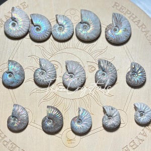 Rainbow Opalized Ammonite Specimen, Opal Ammonite Fossil