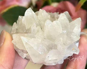 Minerais de aglomerados de calcita natural rara em forma de dente de cachorro
