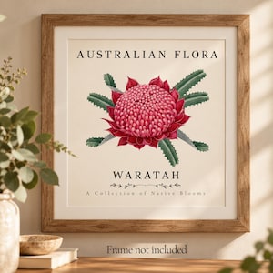 Könnte beinhalten: Ein quadratischer Kunstdruck in einem Holzrahmen mit einer botanischen Illustration einer roten Waratah-Blüte mit grünen Blättern. Der Text lautet AUSTRALIAN FLORA, WARATAH und A Collection of Native Blooms. Unten steht Frame not included.