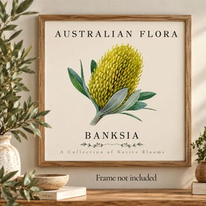 Könnte beinhalten: Ein quadratischer Wandkunstdruck in einem Holzrahmen mit einer botanischen Illustration einer gelben Banksia-Blüte mit grünen Blättern. Der Text lautet AUSTRALIAN FLORA, BANKSIAS und A Collection of Native Blooms auf cremefarbenem Grund.