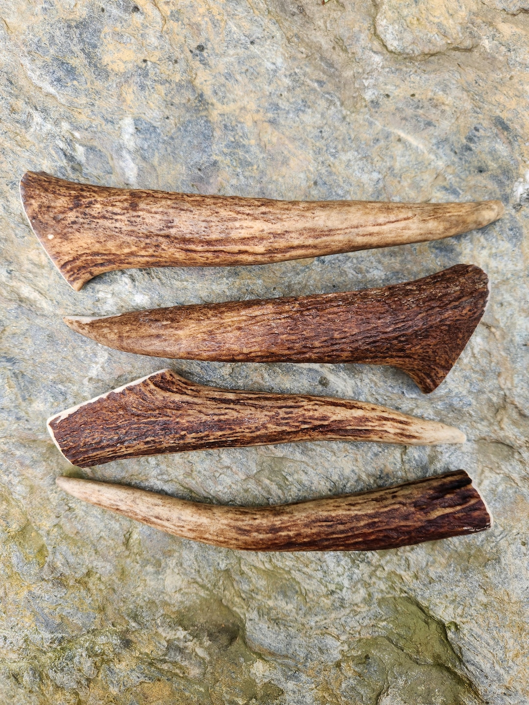 Moose Antler Dog Chews XL Points Etsy