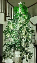 US seller fully rooted or rooted  monstera albo mid/top cutting half moon variegation nice variegation Mar-3 restocked