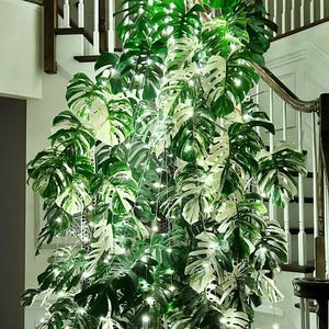 US seller rooted monstera albo cutting halfmoon nice variegation Aug-18 restocked indoor decor Tropical houseplant