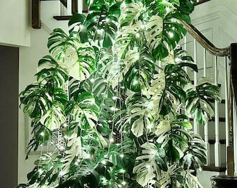 the Eclectic Gardener | Monstera deliciosa macrocosm. Got