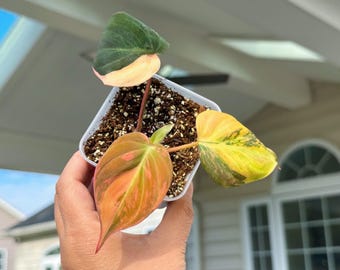 US seller Fully rooted philodendron variegated micans Pink micans Aurea Micans  house plant decorExact plant