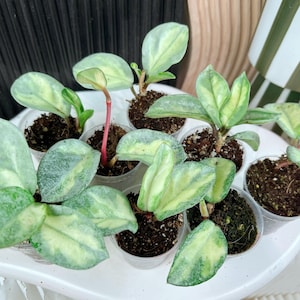 May include: A collection of small potted plants with variegated green and cream-colored leaves. The plants are in clear plastic pots filled with soil, arranged on a white surface. The leaves have a speckled appearance.