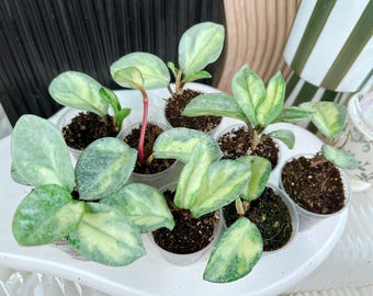US seller Hoya fully rooted variegated Argentina princess  ship from PA  Hoya lover collection rare Hoya houseplant