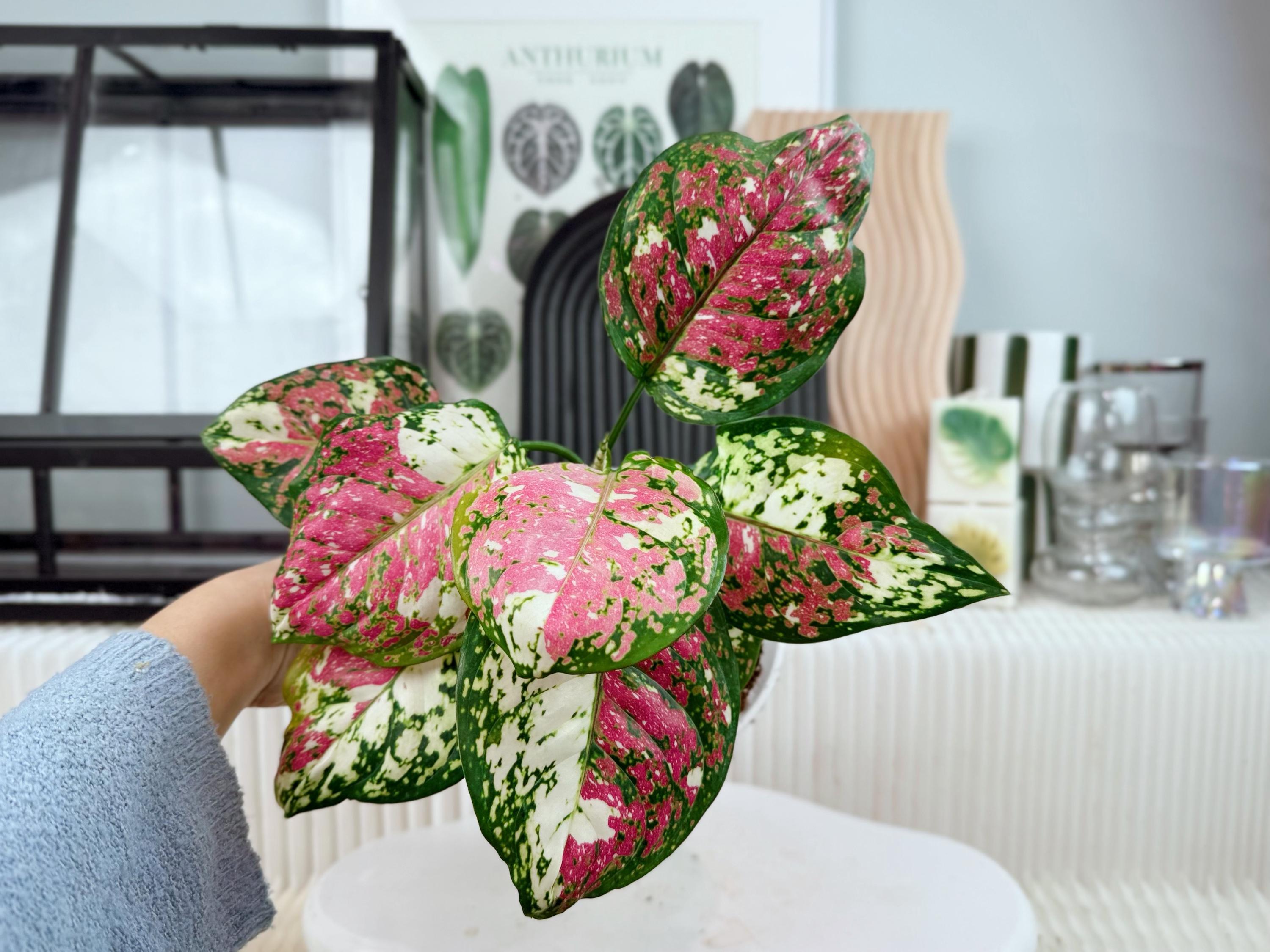buy lucky bamboo Lucky Bamboo 12