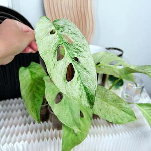 Monstera Laniata Mint - Etsy