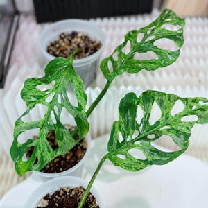 ilex stechpalme Ilex crenata main image 0