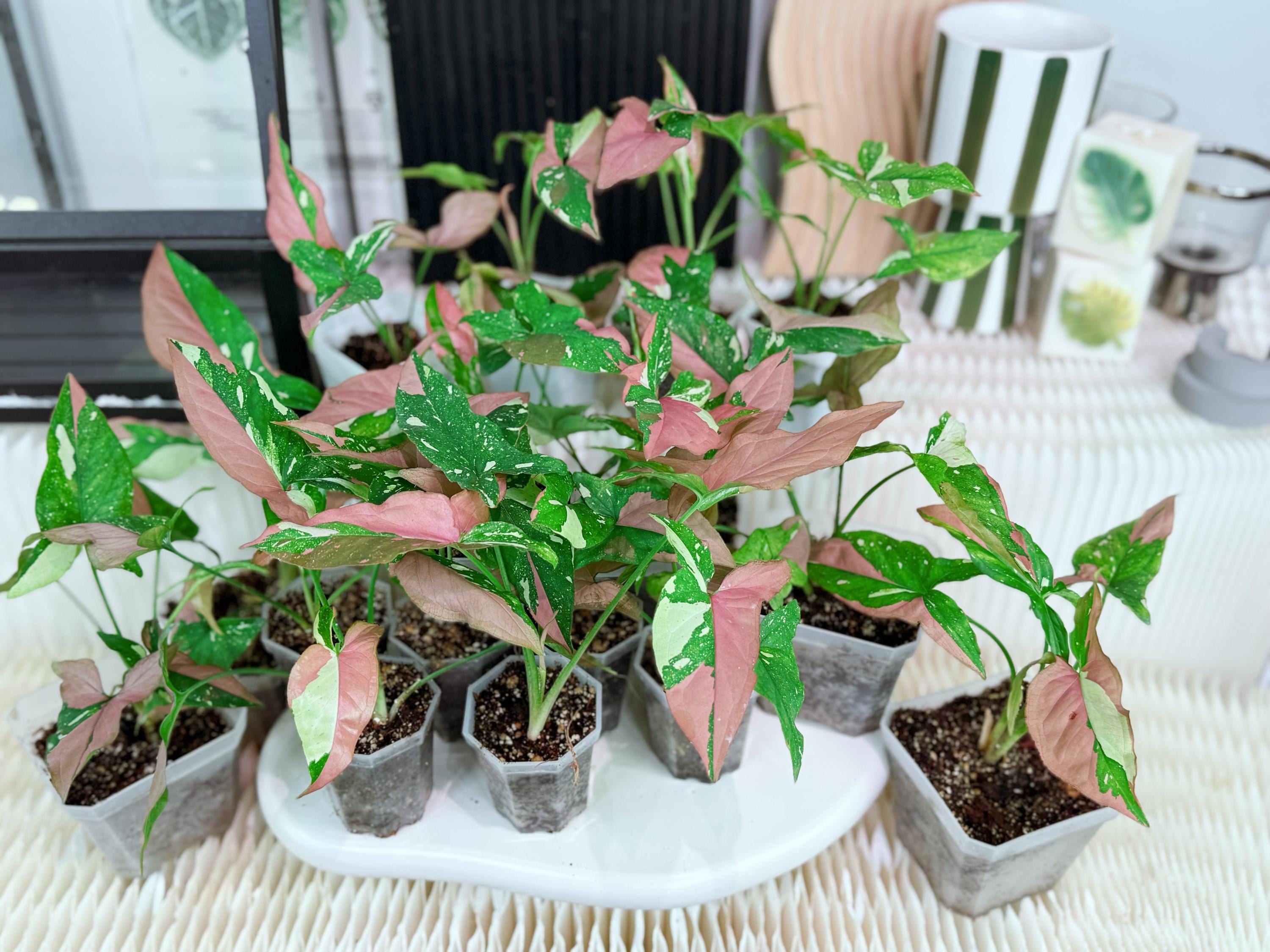 Monstera Syngonium - Etsy