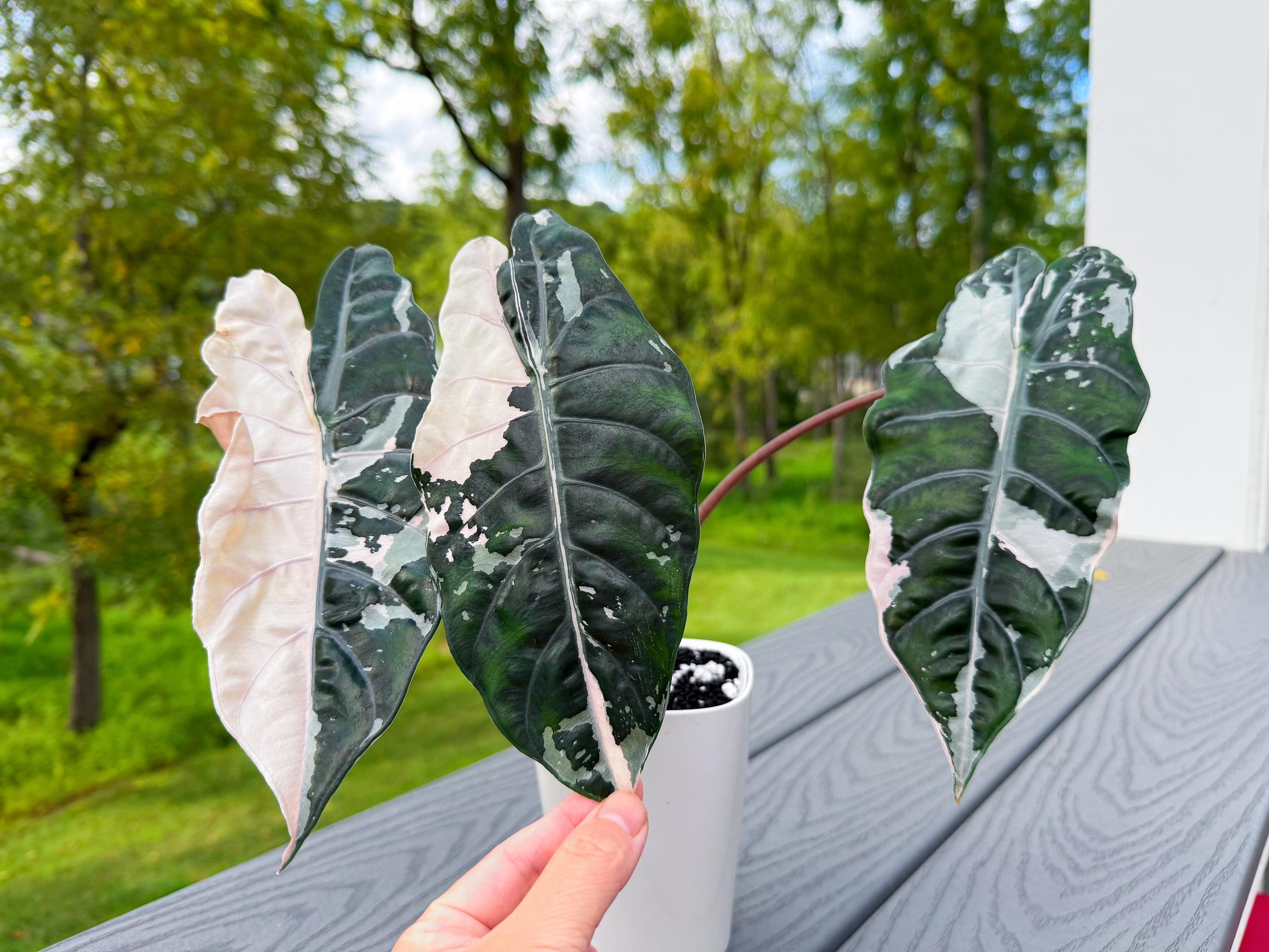 Pink Variegated Alocasia Cuprea - Etsy