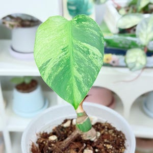 Monstera Mint Thailand - Etsy