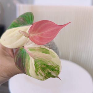 US seller rooted philodendron variegated micans mid/base cuttings Pink micans  Aurea Micans Aug-5 restocked house plant decor