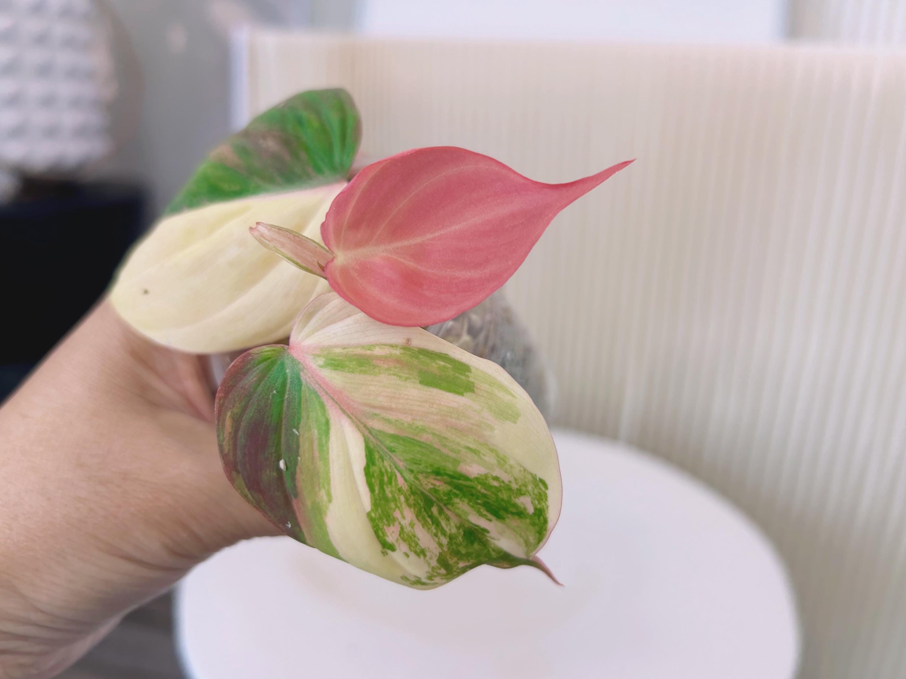 US Seller Variegated Philodendron Micans Cutting(fully Rooted in Soil Mix) Pink  Micans Aurea Micans Ship From Paexact Plant Jun-2 Restocked - Etsy