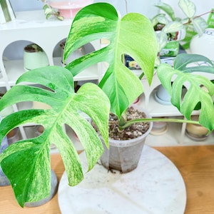 Monstera Mint Thailand - Etsy