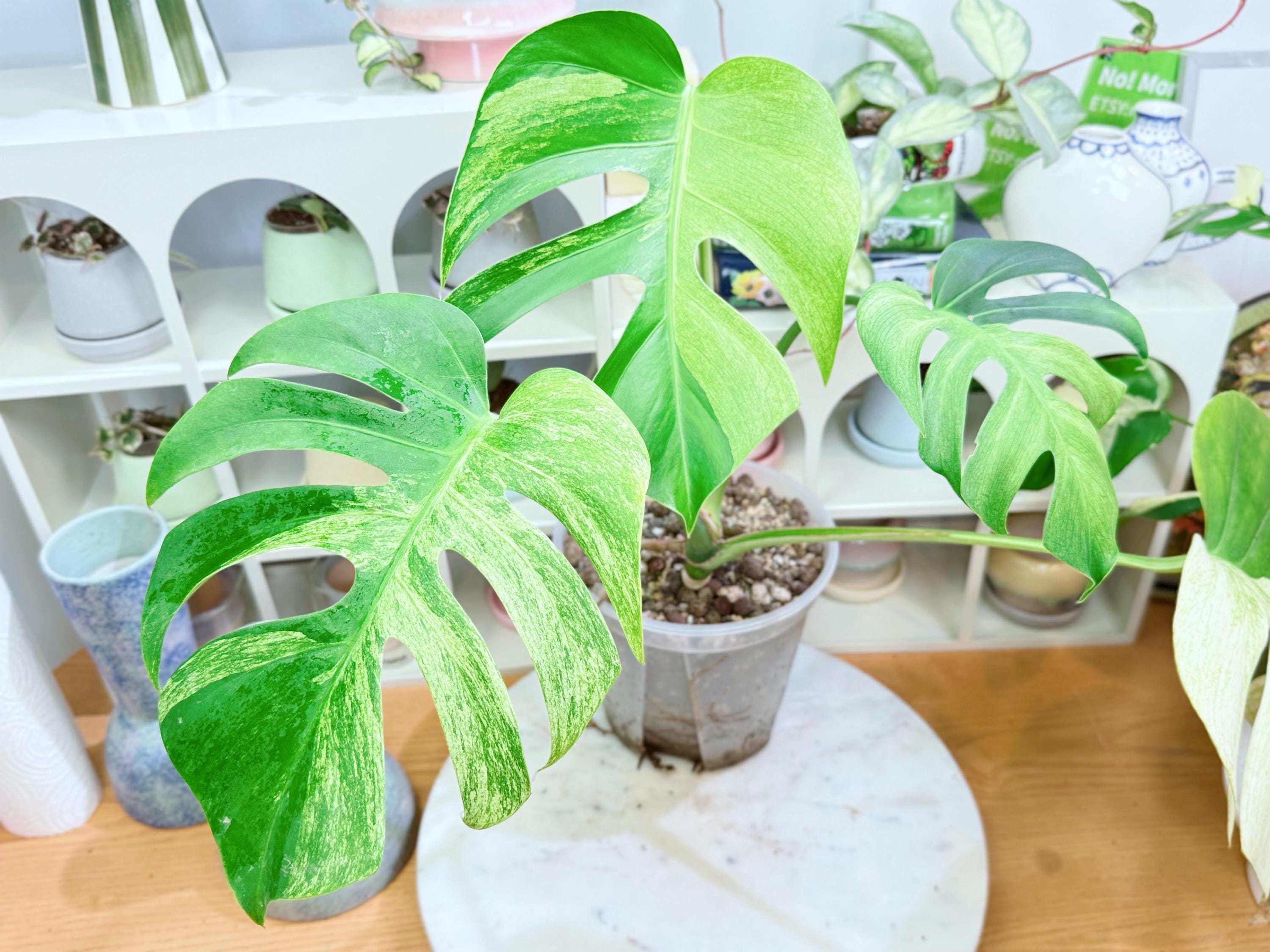 Monstera mint noid jungle mint - Etsy 日本