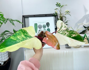 US seller rooted philodendron strawberry shake halfmoon and pinky variegation L size 3leaves top cutting