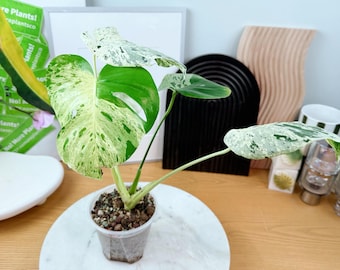 US seller rooted monstera vietciosa high variegation M size Tropical HouseplantExact plant ship from PA18034